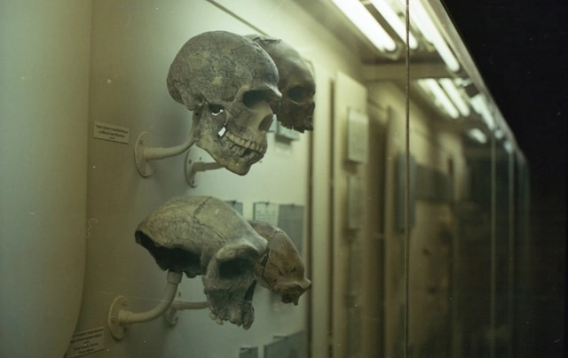 Anthropology writer suject